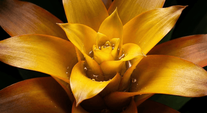 Bromelias Guzmania Amarillas