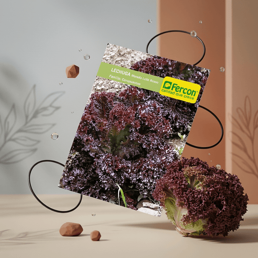 Semilla de Lechuga Morada