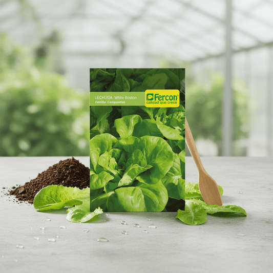 Semillas de Lechuga White Boston