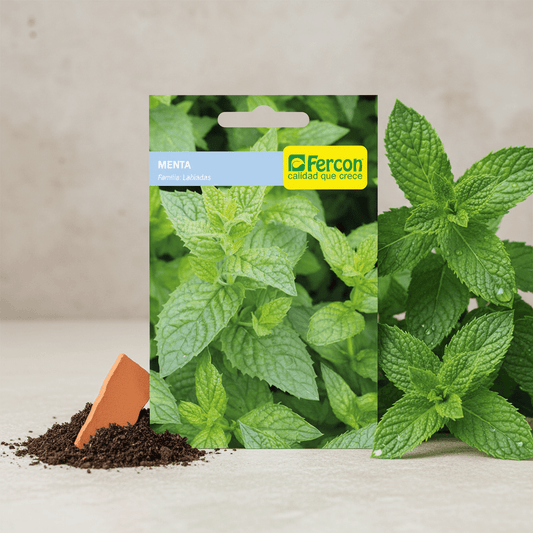 Semillas de Menta