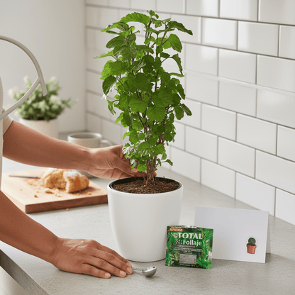 Millonaria de Regalo