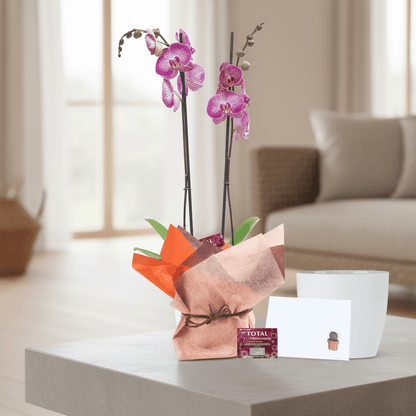 Orquídea Phalaenopsis de dos varas para regalo