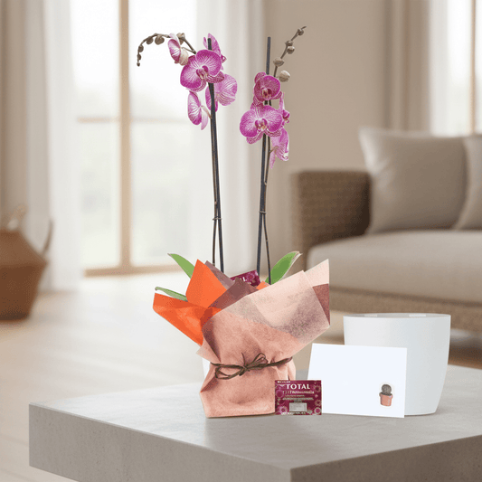 Orquídea Phalaenopsis de dos varas para regalo