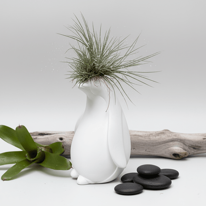 Pinguino con Tillandsia