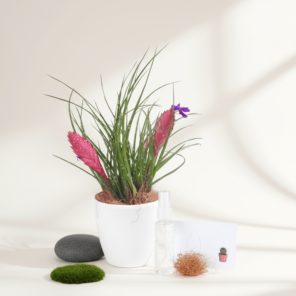 Tillandsia Paradise de Regalo