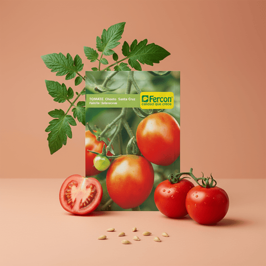 Semillas de Tomate Chonto