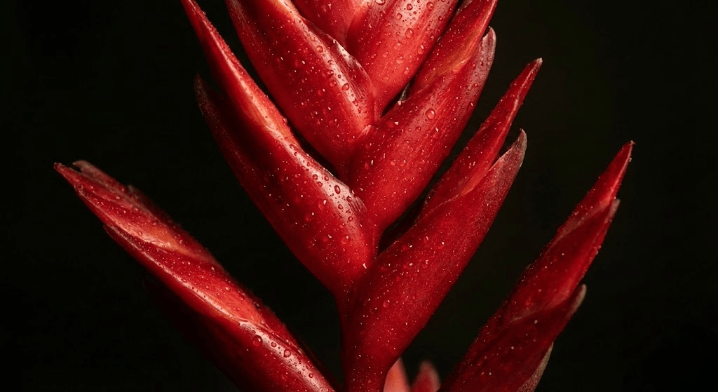 Bromelias Vriseas Kalysto Pequeña