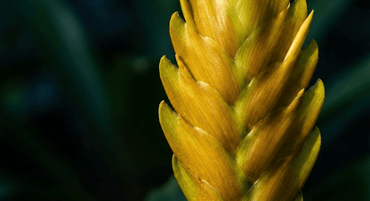 Bromelias Vriseas amarillas