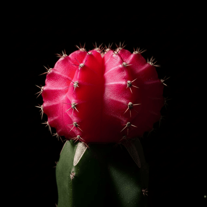 Cactus Coreano