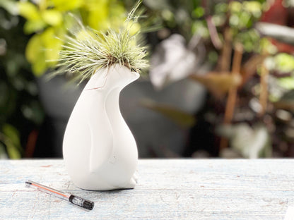 Pinguino con Tillandsia