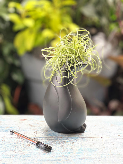 Pinguino con Tillandsia