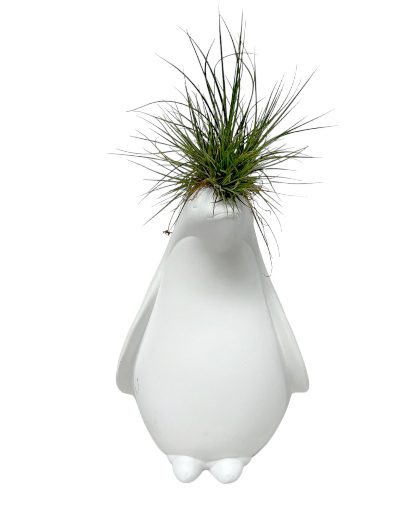Pinguino con Tillandsia