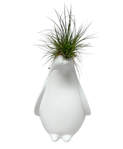 Pinguino con Tillandsia