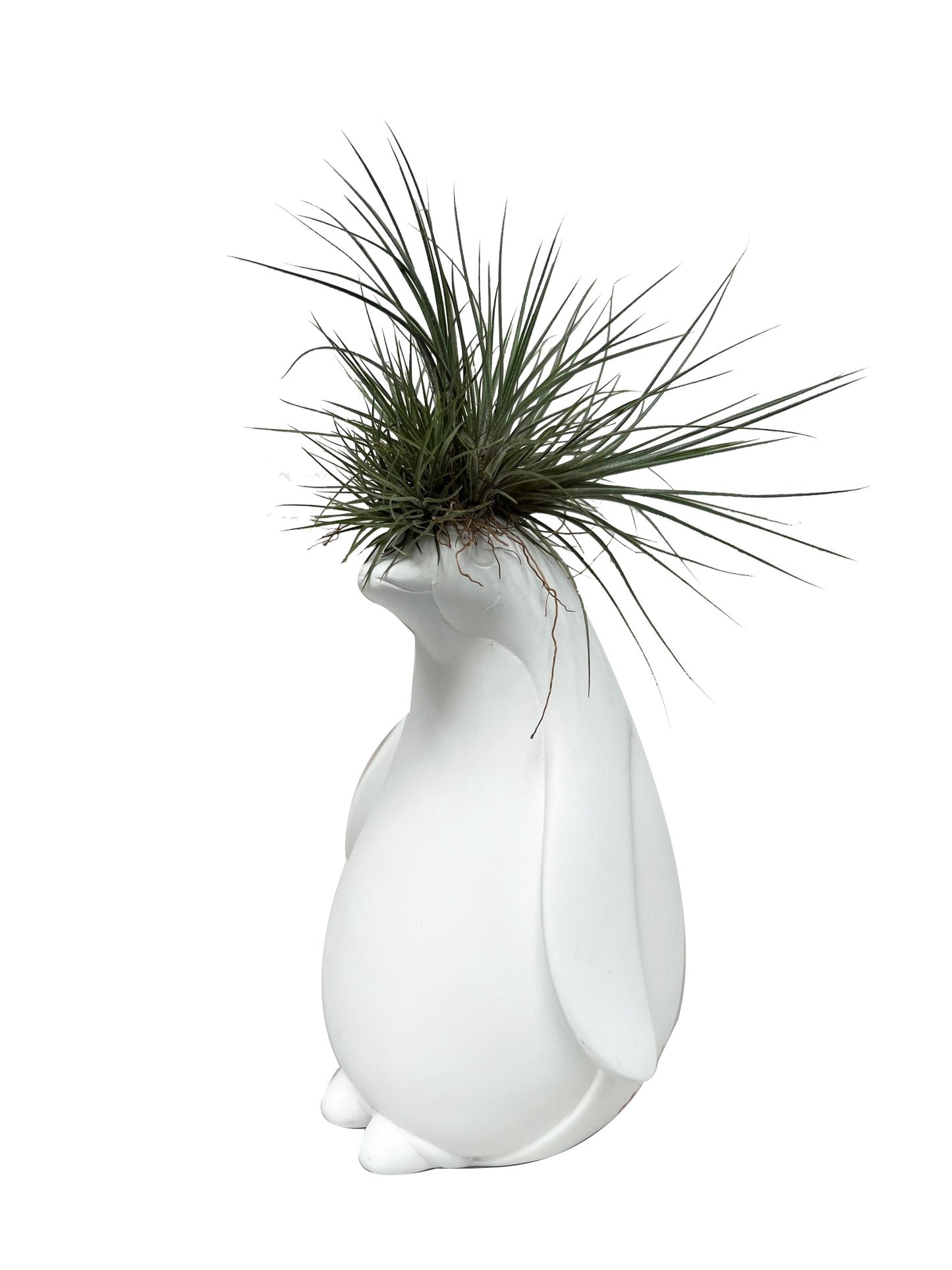 Pinguino con Tillandsia