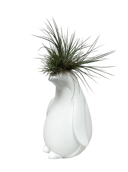 Pinguino con Tillandsia