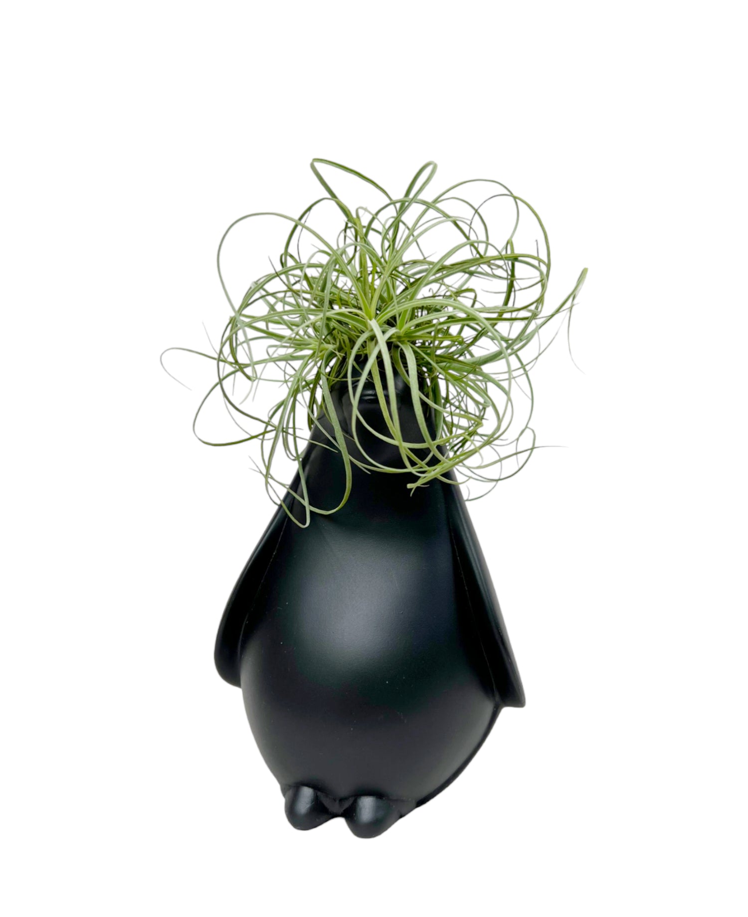 Pinguino con Tillandsia