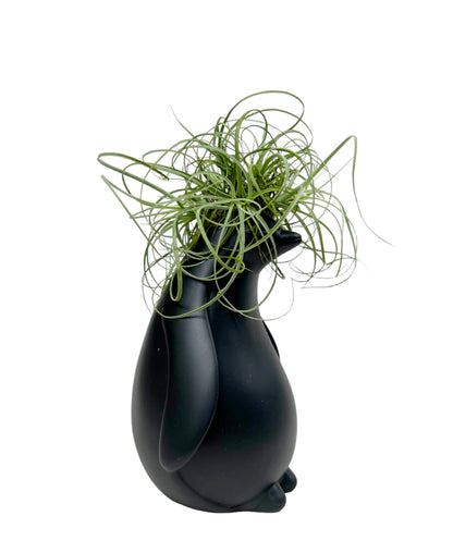 Pinguino con Tillandsia