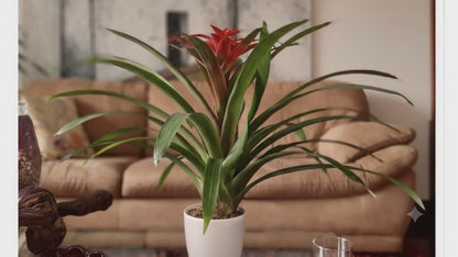 Bromelia Guzmania Roja