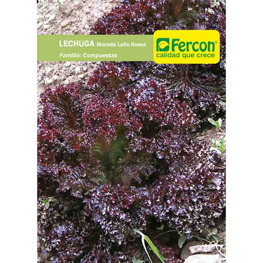 Semilla de Lechuga Morada