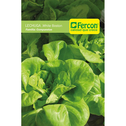 Semillas de Lechuga White Boston
