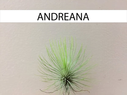 Detalle de tillandsia andreana