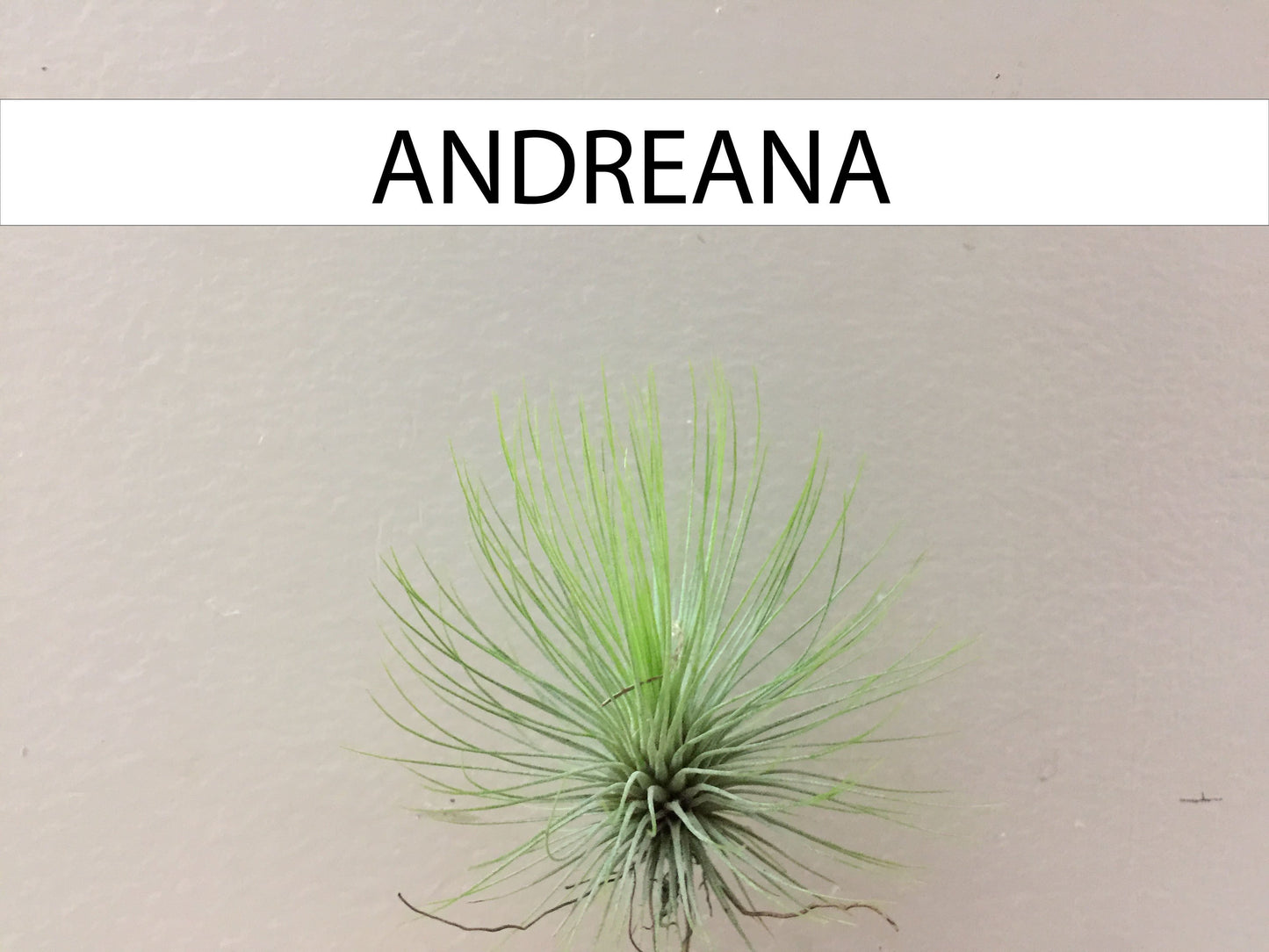 Perro con Tillandsia - Calyx plantas exoticas