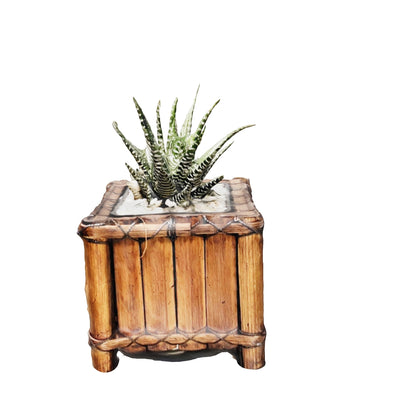 Aloe Cebra