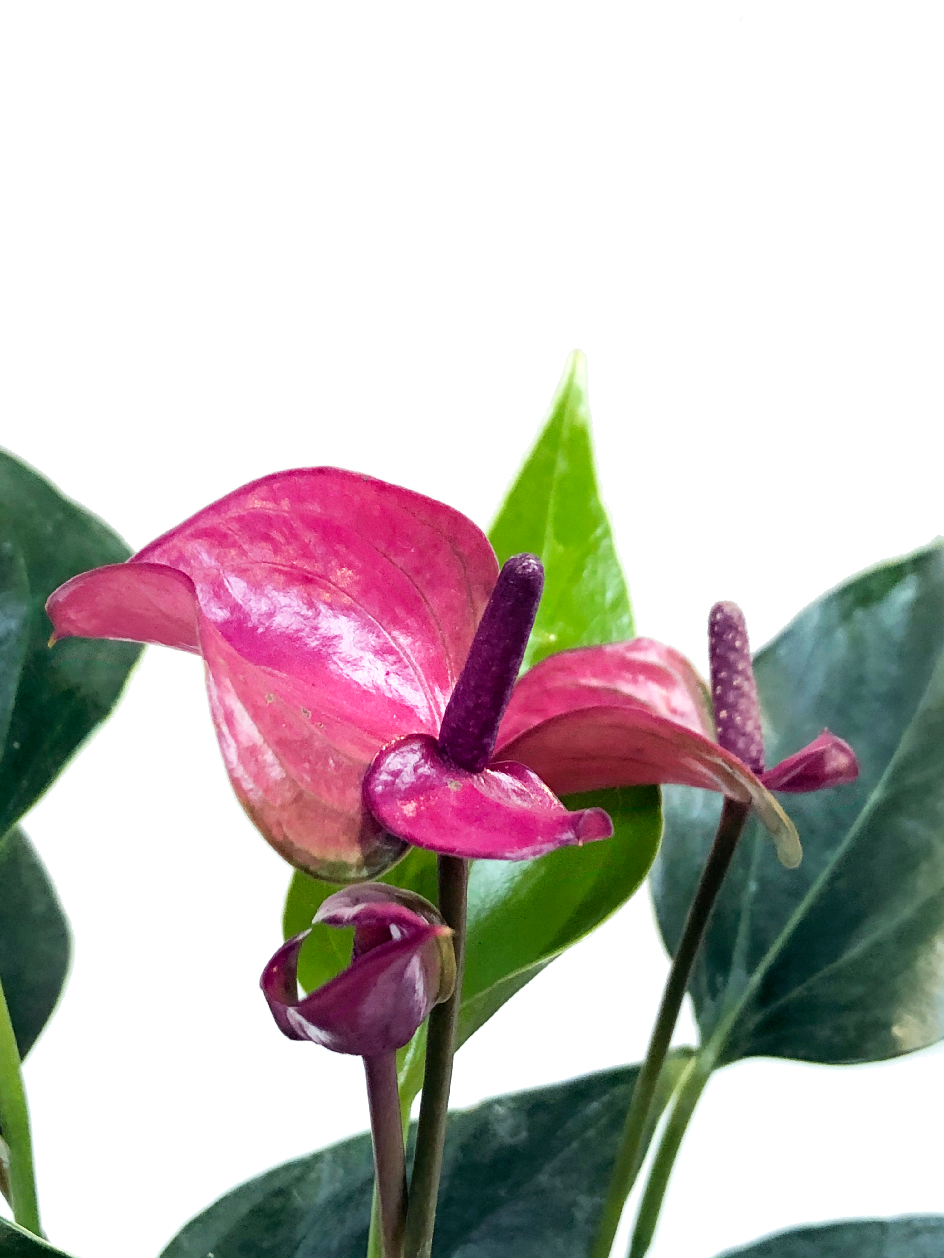 Anturio mini plano medio de flor