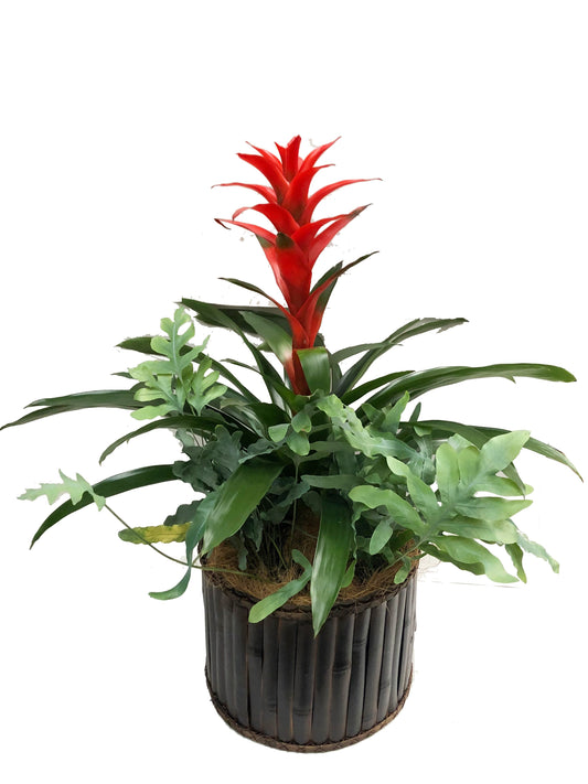 Plano entero de arreglo de bromelia y helechos con canasto de bambú