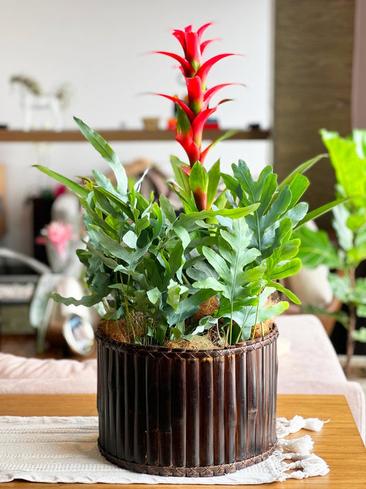 Arreglo una bromelia y helechos