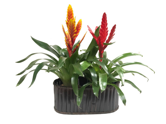 Plano general del arreglo de dos bromelias en canasta de bambú