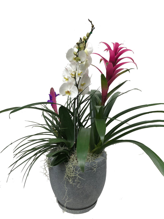 Plano entero de arreglo de tillandsia, bromelia y orquídea sobre matera de plástico gris