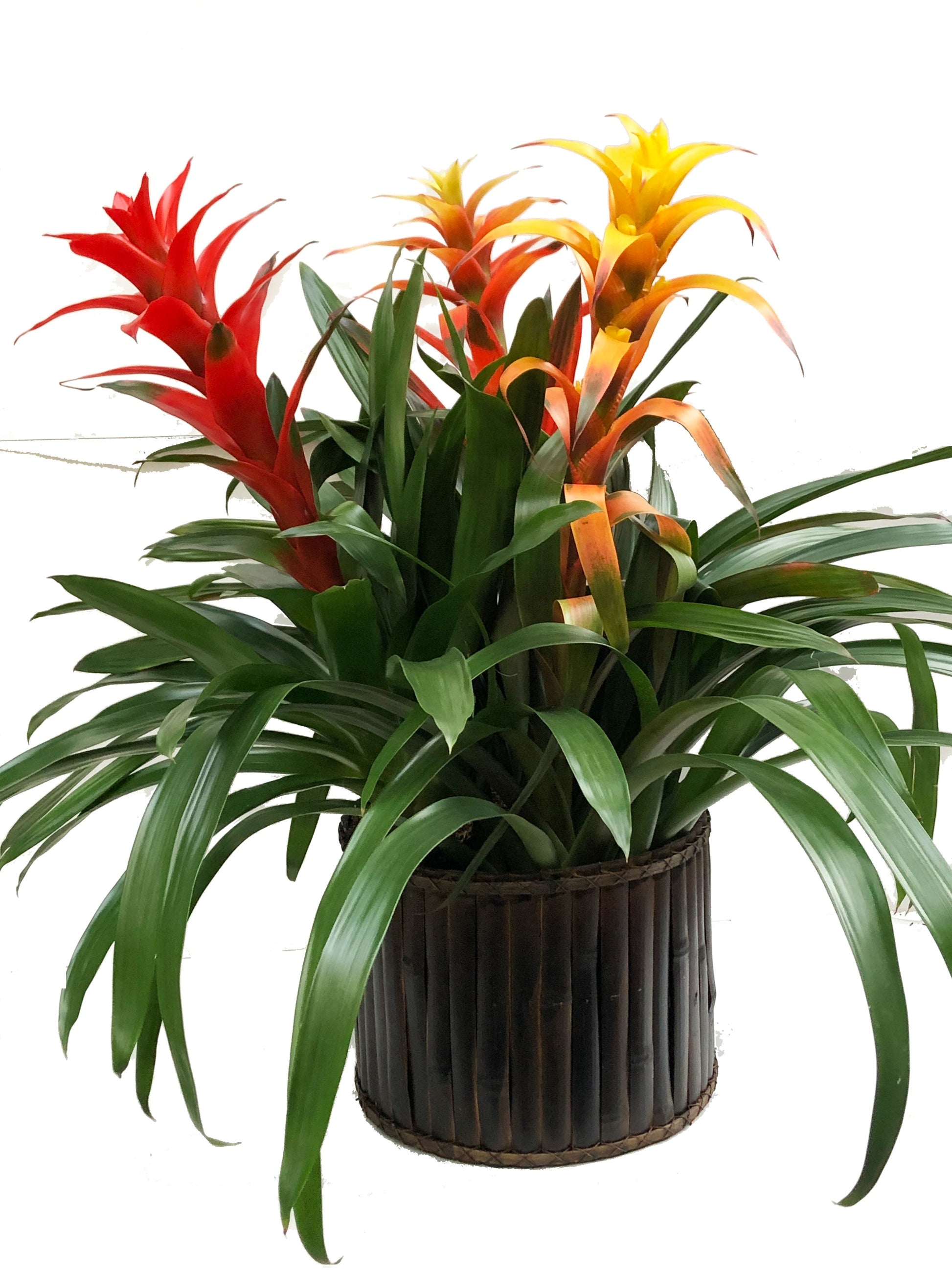 Plano entero de arreglo de 3 bromelias con canasta de bambú