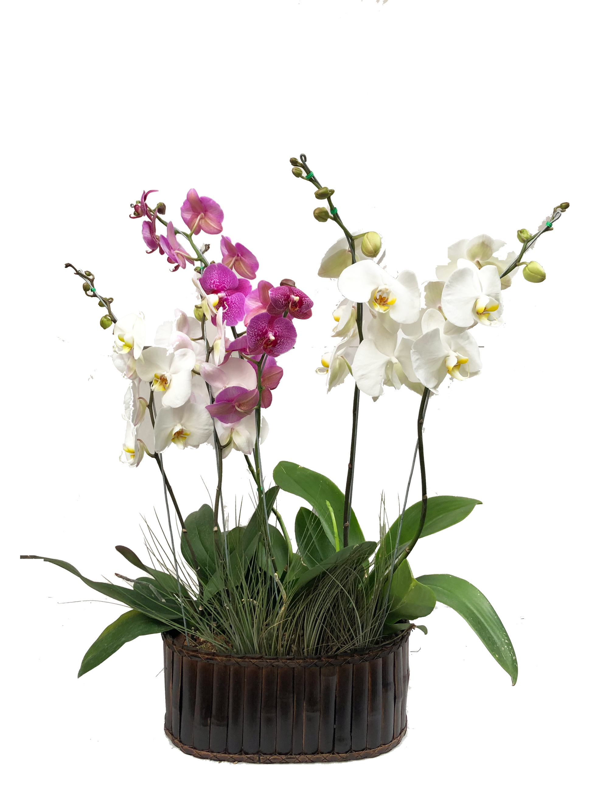 Plano entero de arreglo de 3 orquídeas con canasta de bambú