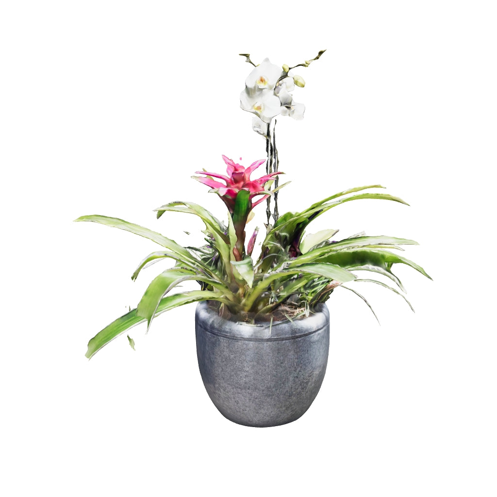Arreglo: Orquídea + Bromelias + Tillandsia