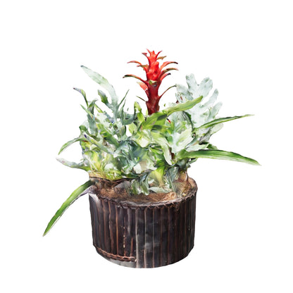 Arreglo una bromelia y helechos