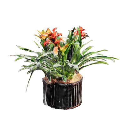 Arreglo tres bromelias