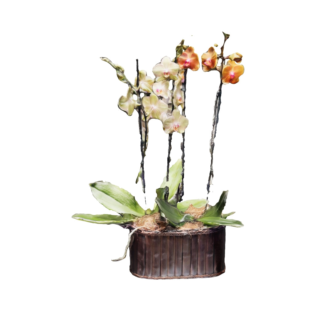 Arreglo de dos orquídeas Phalaenopsis de dos varas