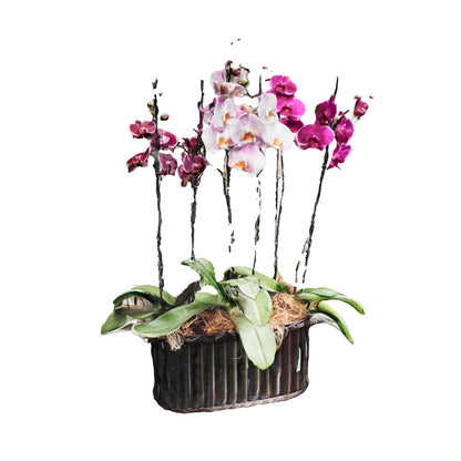 Arreglo tres orquídeas phalaenopsis de dos varas