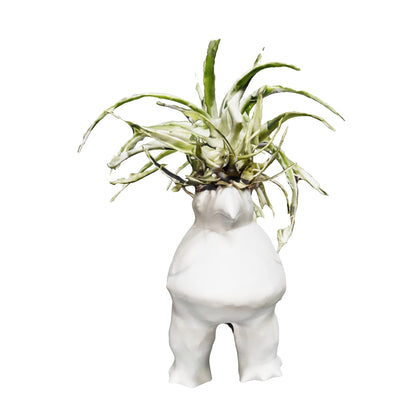 Ave Quimbaya con Tillandsia
