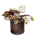 Cargar modelo 3D en el visor de la galería, Begonia Imperialis
