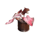Cargar modelo 3D en el visor de la galería, Begonia Rex
