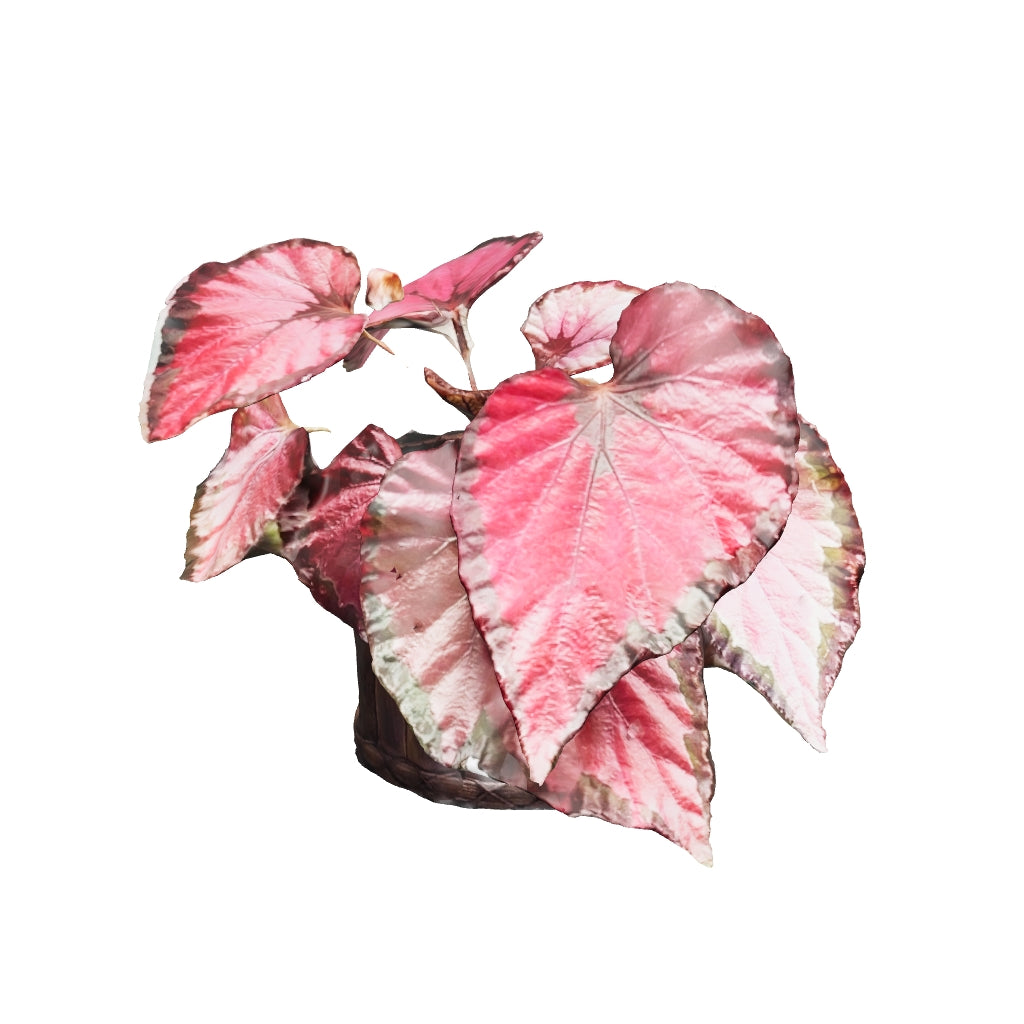 Begonia Roja Metalizada