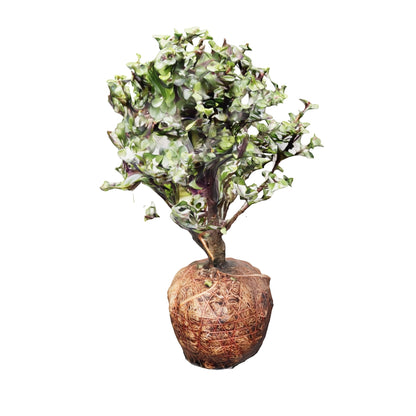 Bonsai Colgante Kokedama