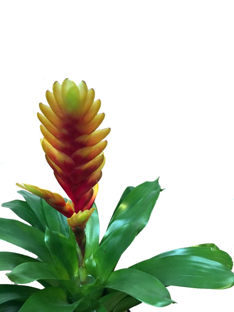 Plano medio de detalle de flor de bromelia vrisea amarilla 