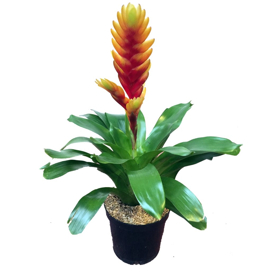 PLano general de bromelia vrisea amarilla con matera negra