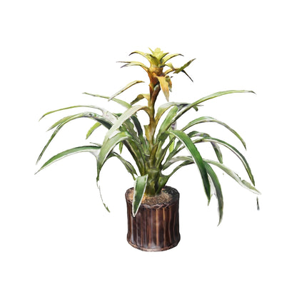 Bromelias Guzmania Amarillas