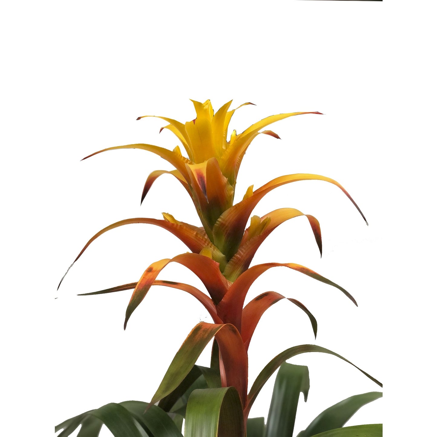 Plano medio de flor de la bromelia guzmania amarilla