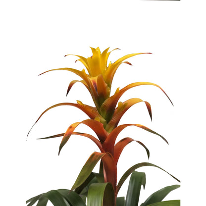 Plano medio de flor de la bromelia guzmania amarilla