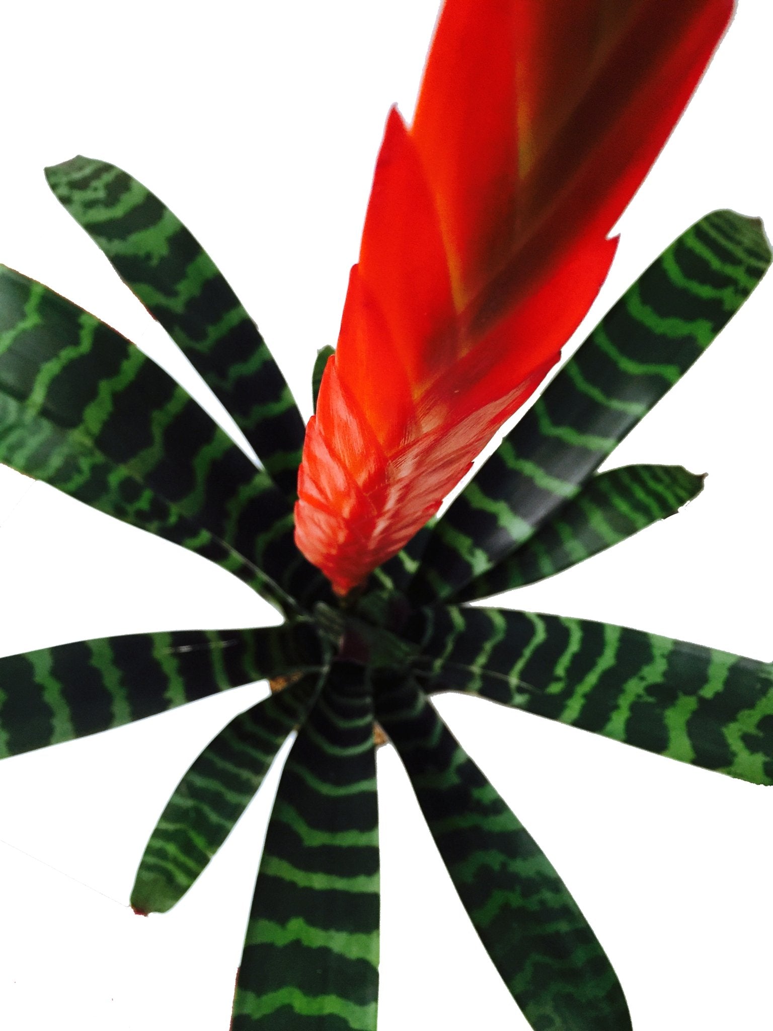 Plano cenital de bromelia splenriet 